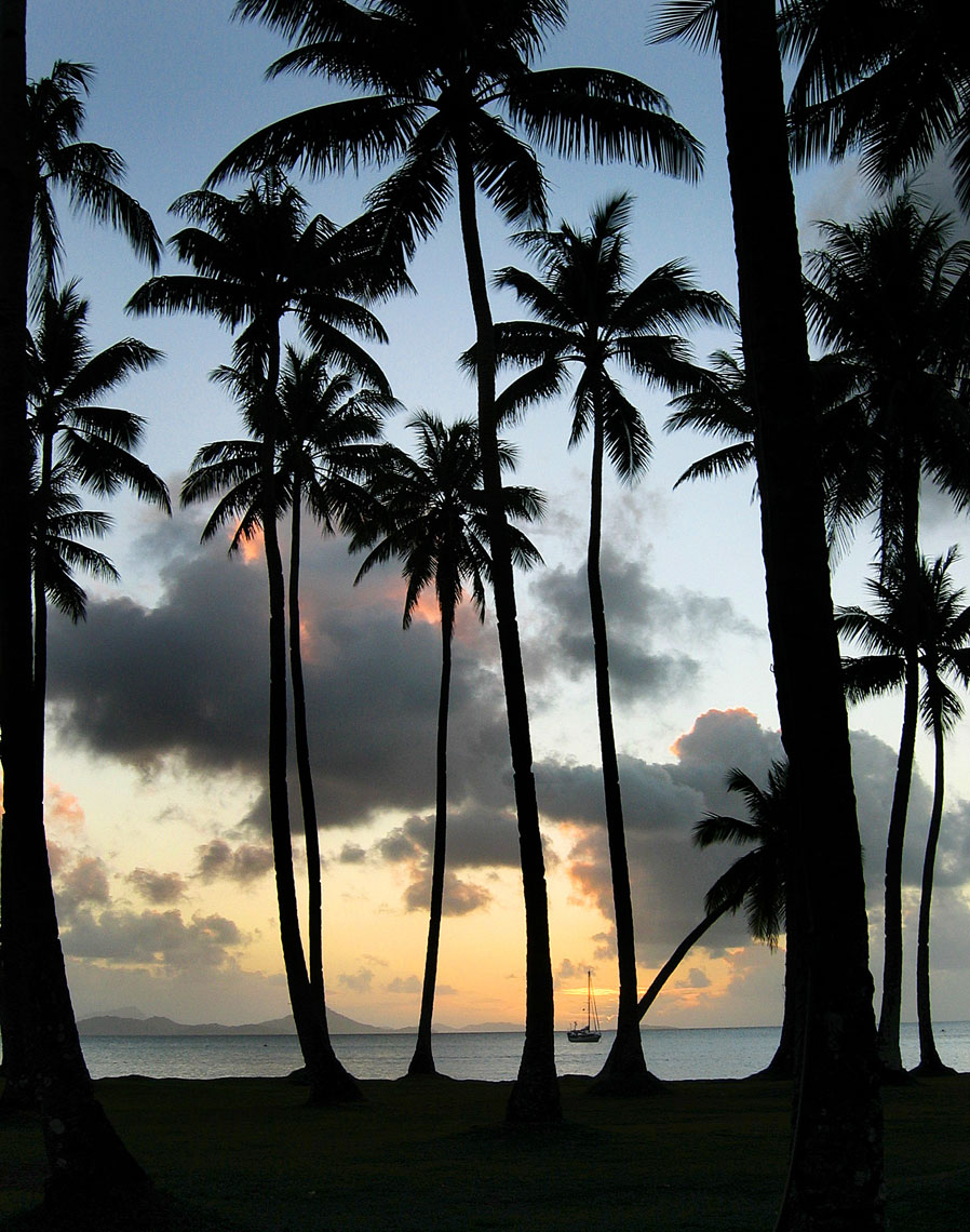 Palm trees/Silouette/Sunsett/Location photography