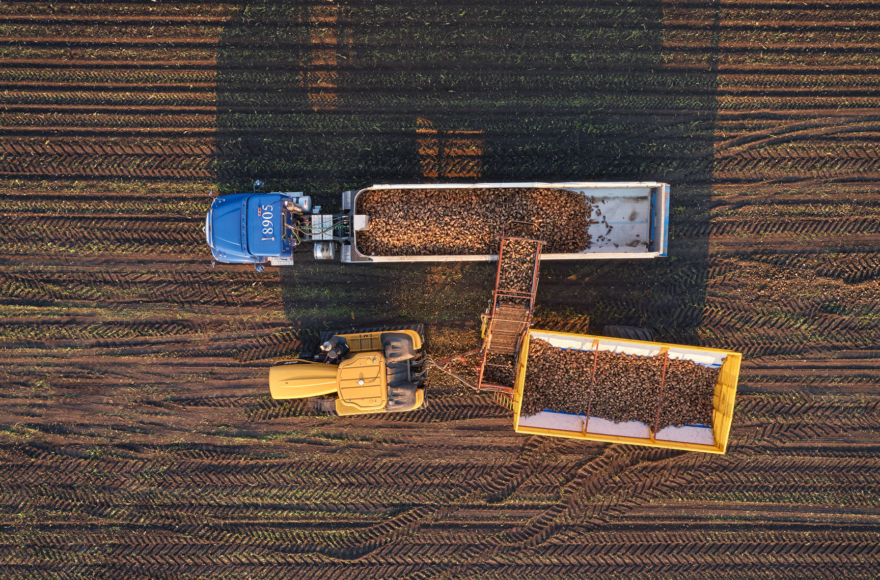 Sugar beet harvest/transport truck/loading/arial drone photography