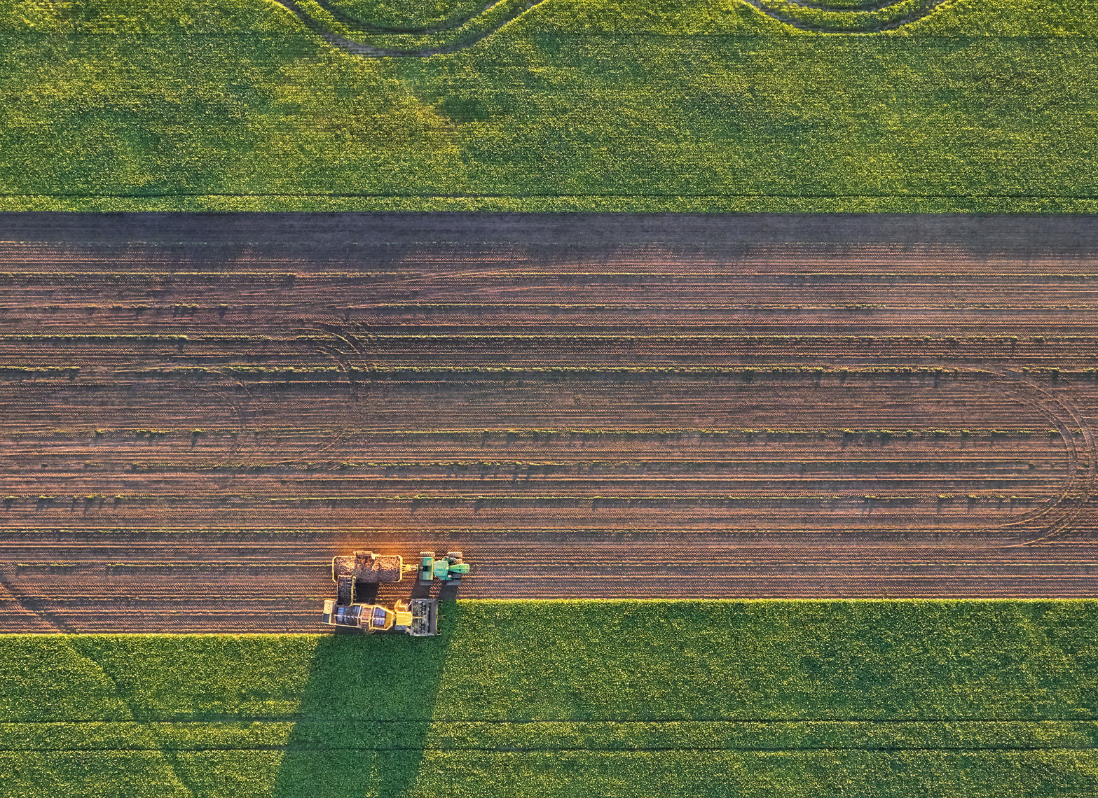 Sugar beet harvest/field empty middle/arial drone photography