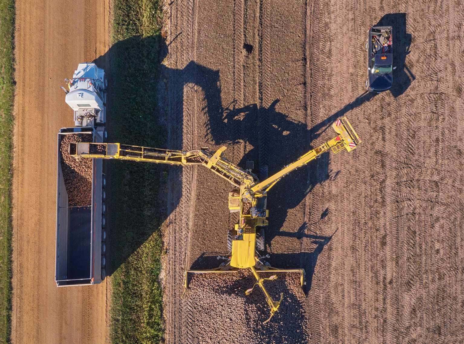 Sugar beet harvest/loading truck/above/arial drone photography