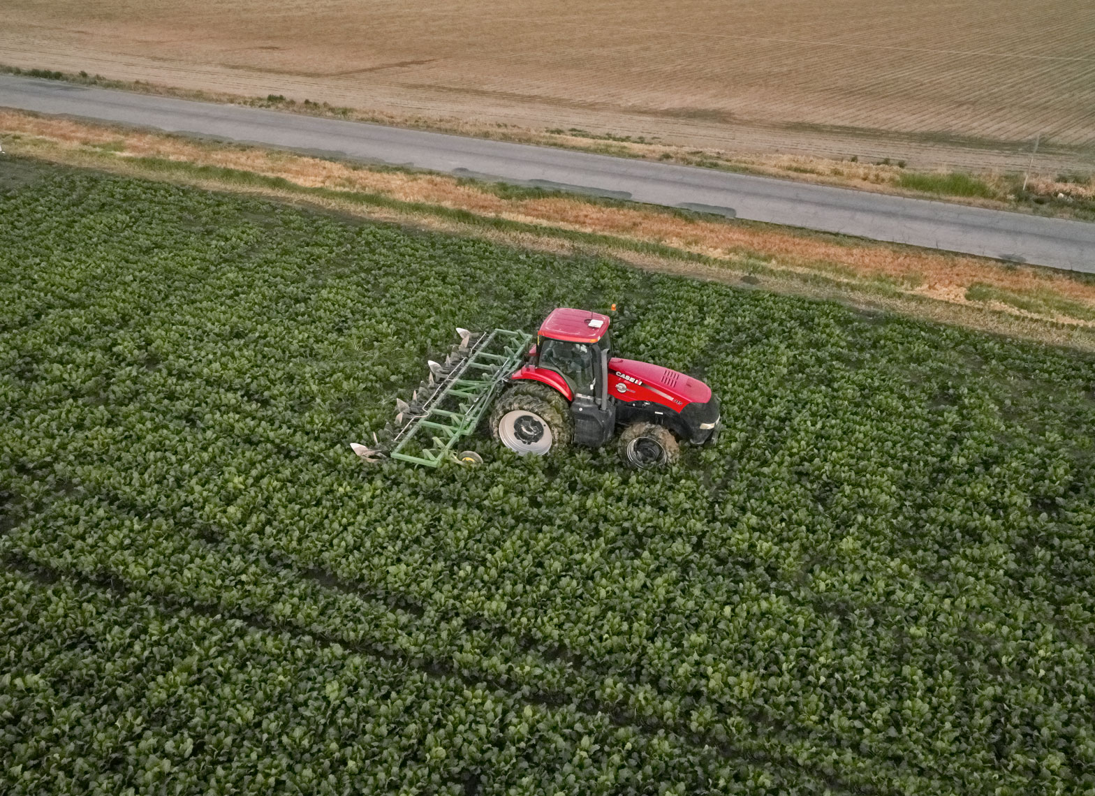 Red tractor/sugar beet field/arial drone photography
