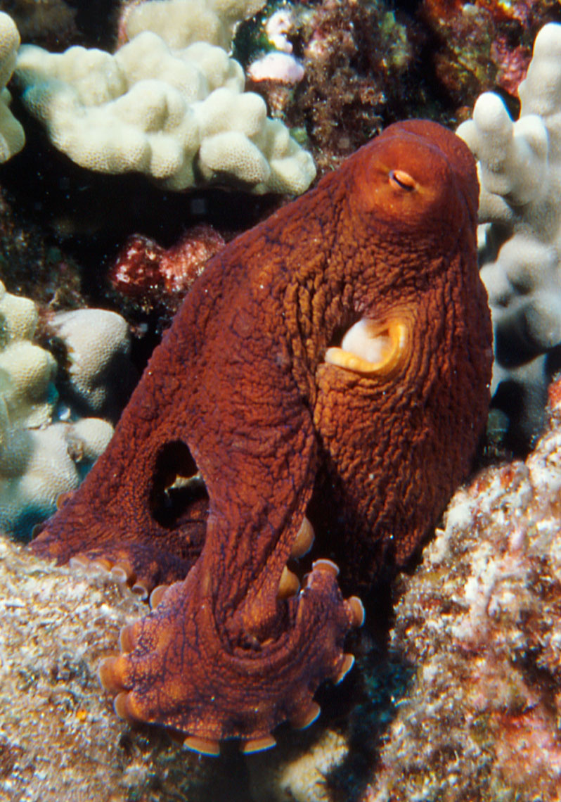 Octopus/Hawaii/coral reef/underwater photography/InsideOut Studios