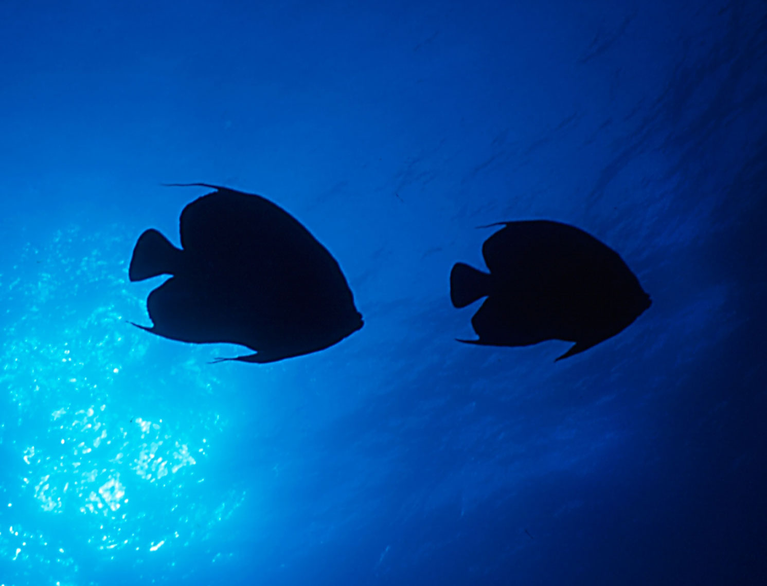 Queen Angelfish/Silo/Austrailia/underwater photography/InsideOut Studios