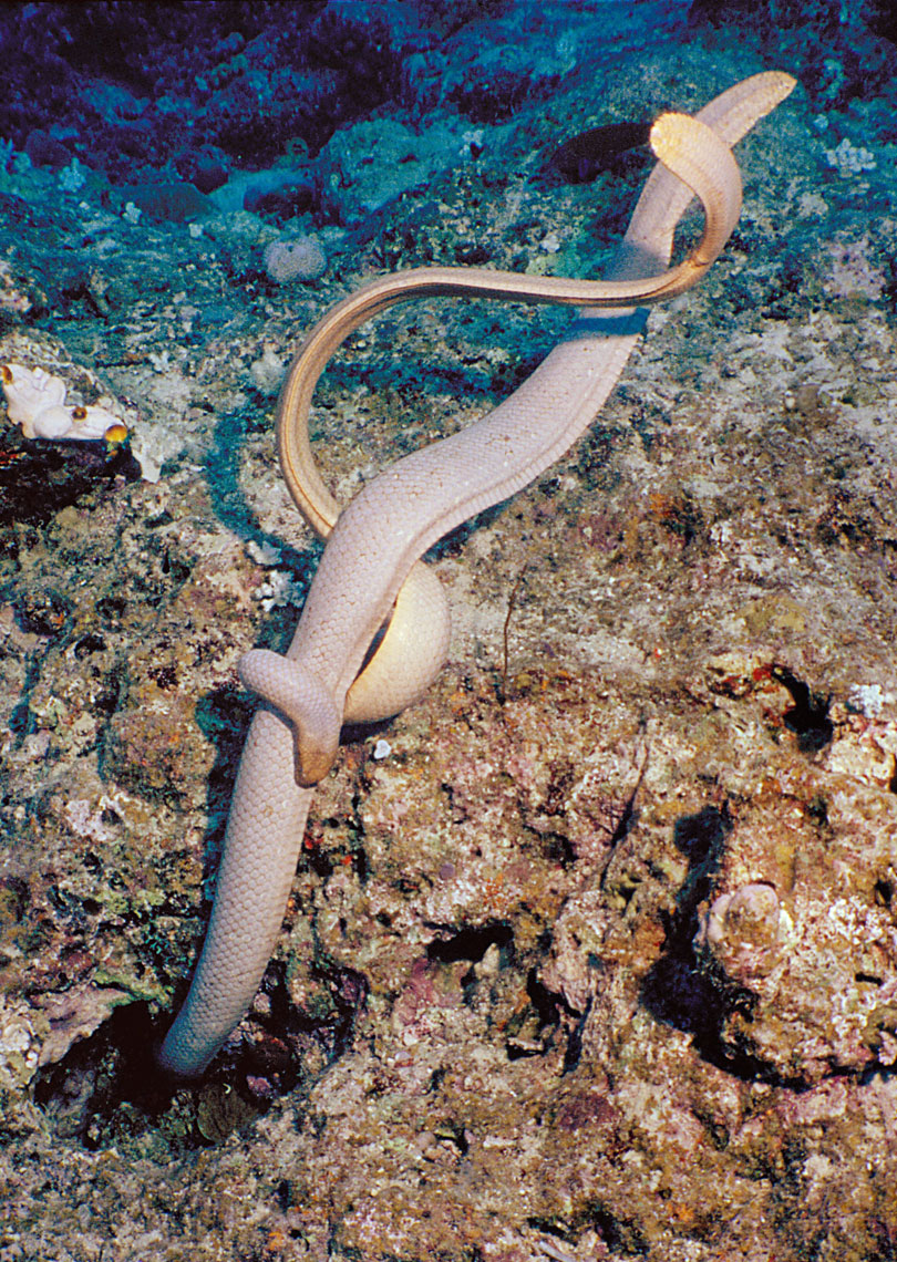Olive Green Sea Snakes/Mating/Coral Sea/underwater photography/InsideOut Studios
