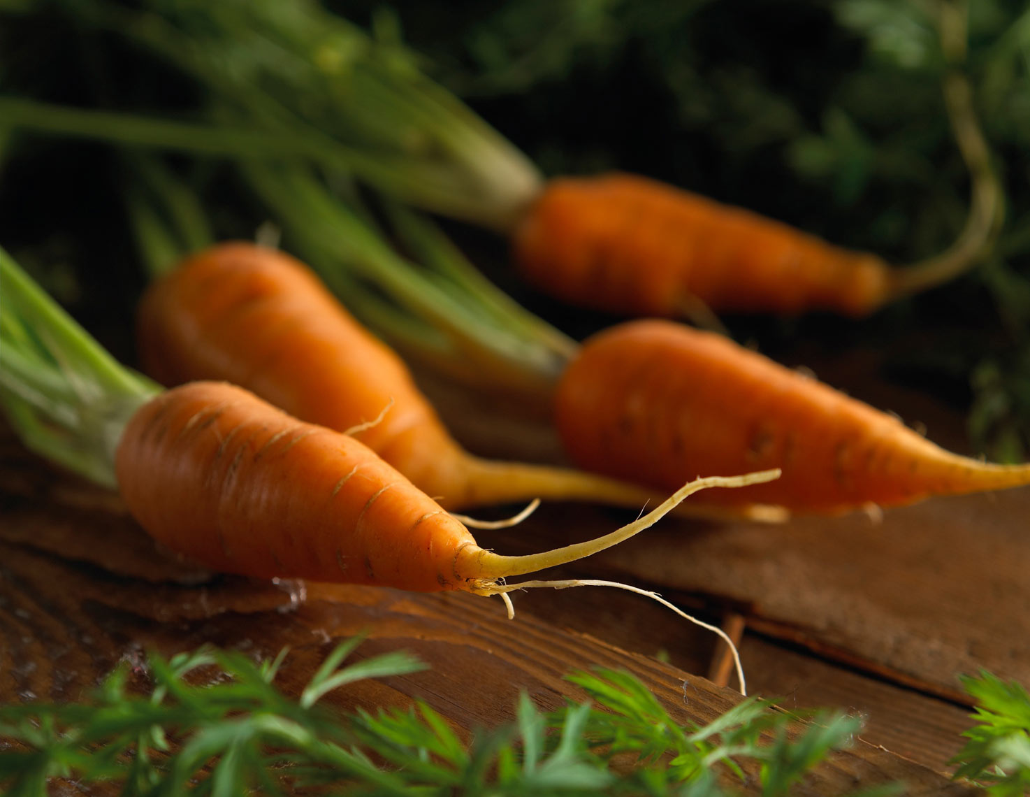 Carrots/group/old brown barnwood/agriculture photography