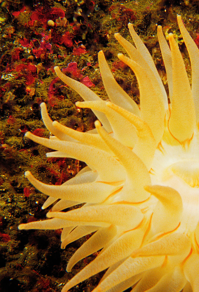 Yellow Anenome/Puget Sound/Seattle/underwater photography
