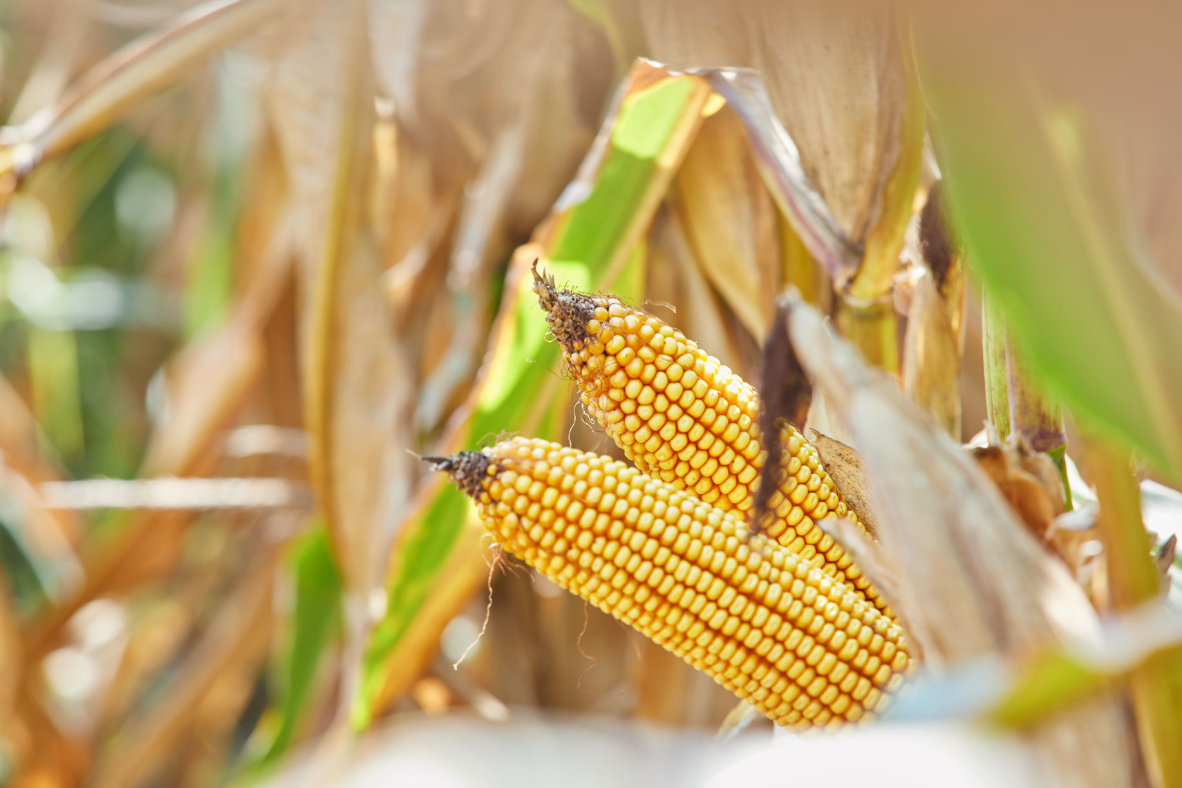 Corn/ears/crop/farm/agricultural photography