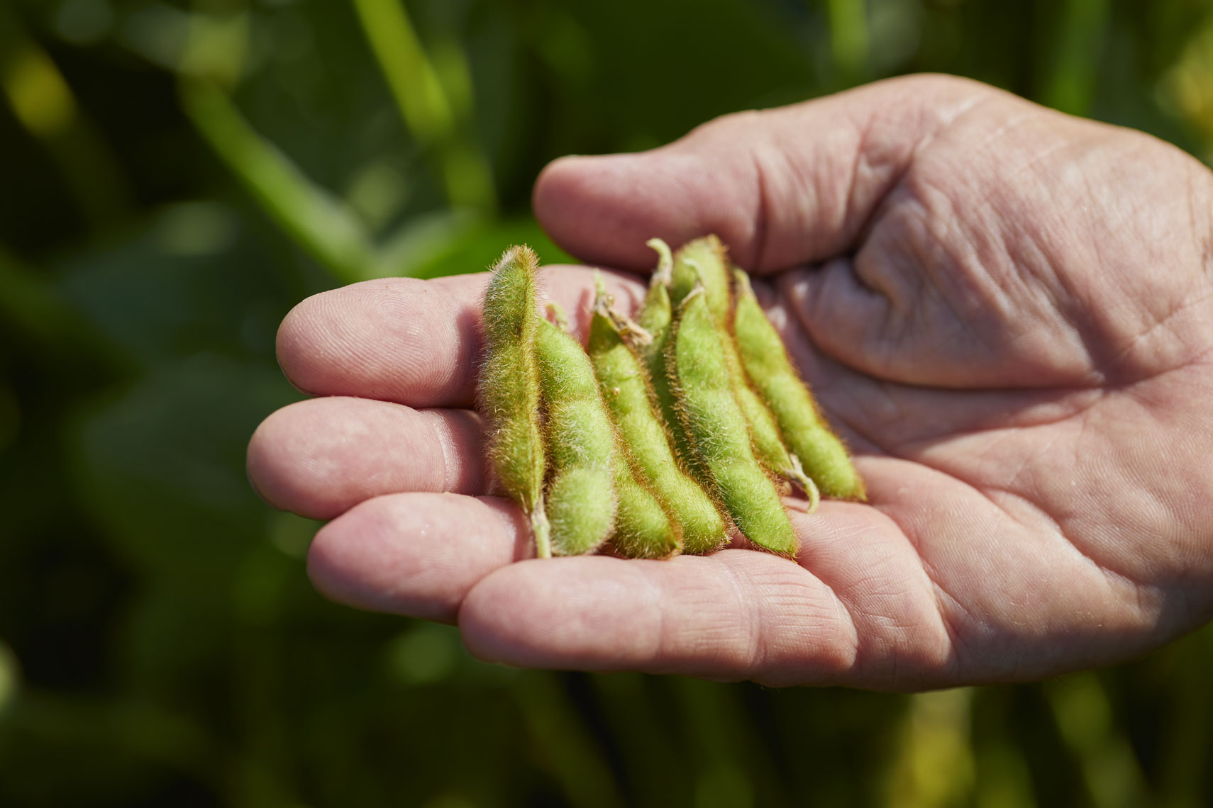 Soy beans/human hand/farm/crop/agricultural photography