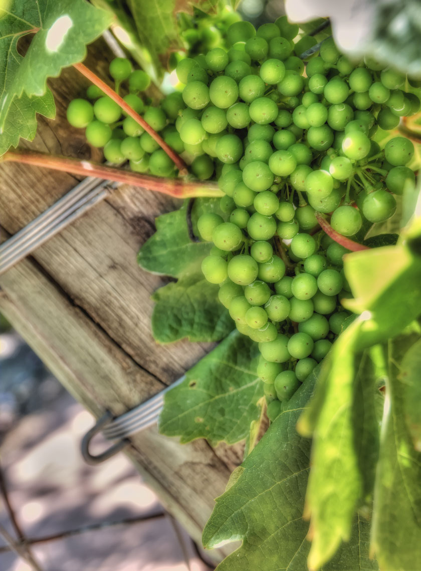Grapes/Vineyard/Closeup//locaton photography