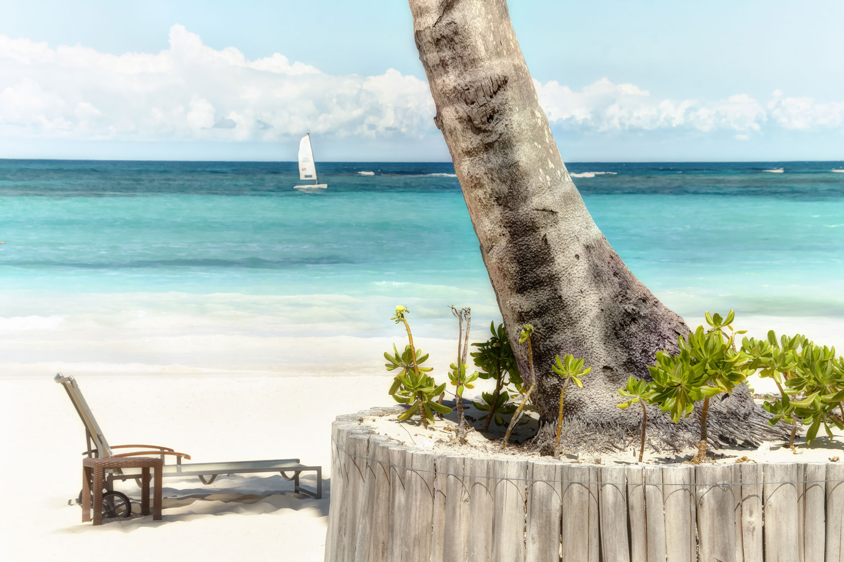 Palm tree/base/beach/ocean/locaton photography