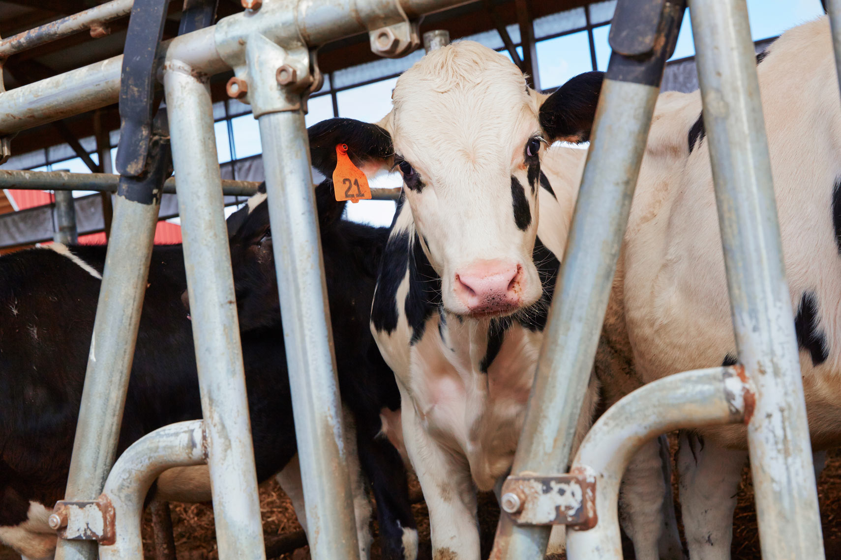 Dairy cow head/farm/location photography