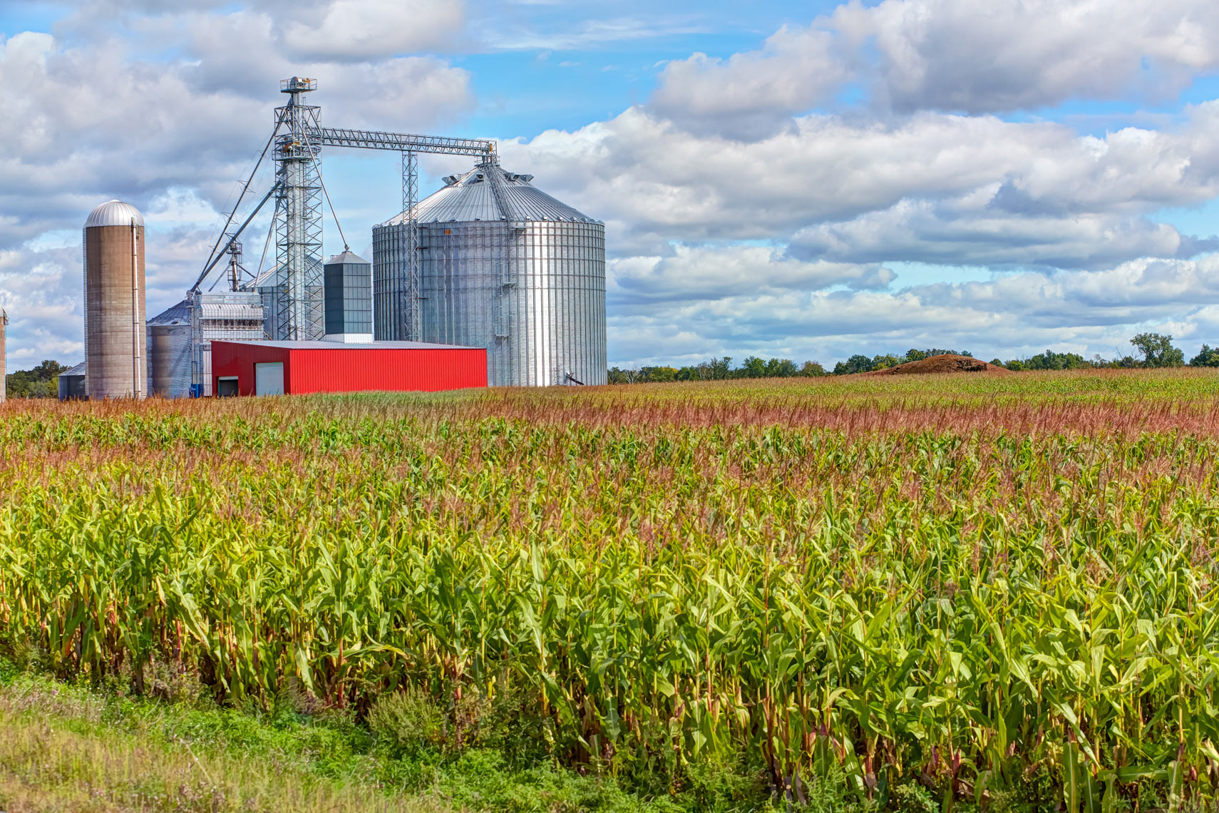 Silos/silver/cornfield/agriculture photography