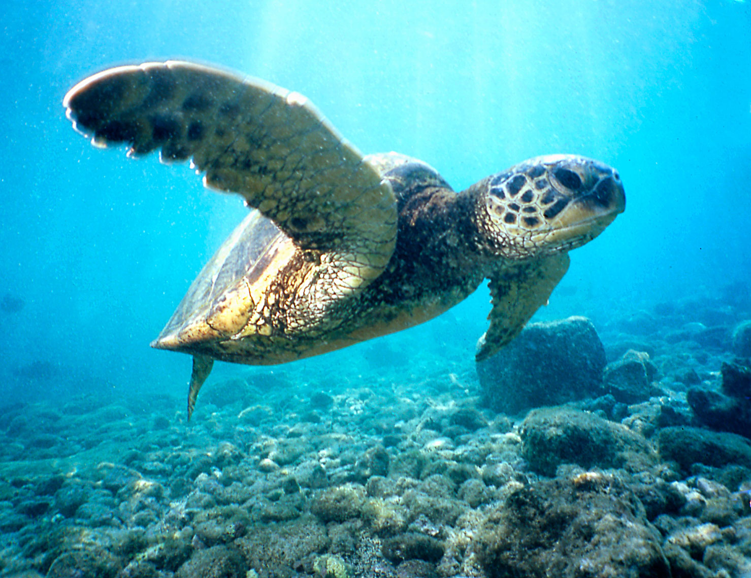 Green Sea Turtle/Hawaii//underwater photography