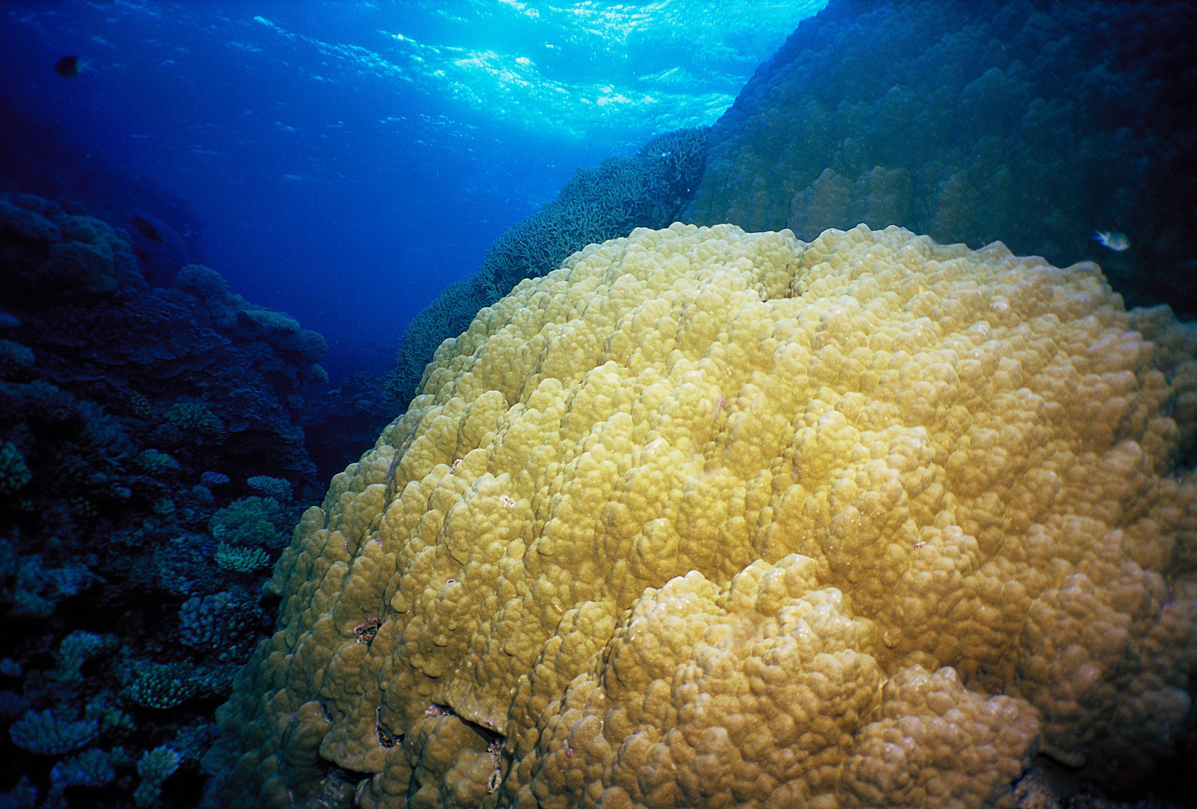 Coral head/Great Barrier Reef/underwater photography