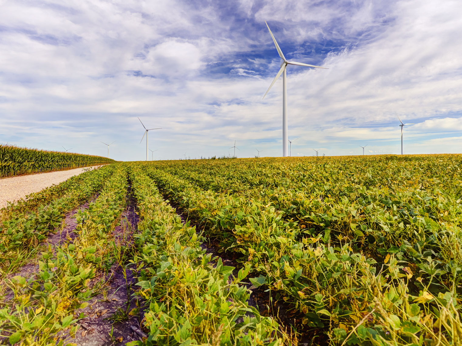 Windmills/open field/dirt road//locaton photography/InsideOut Studios